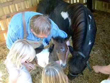 Foal
