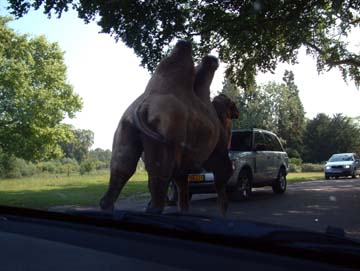 Camel